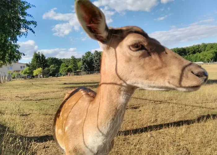 Haus Der 16 Seen 別荘 クラーコー・アム・ゼー